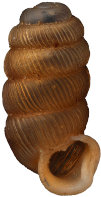 Truncatellina costulataRIBBCYLINDERSNÄCKA1.9 × 1.0 mm